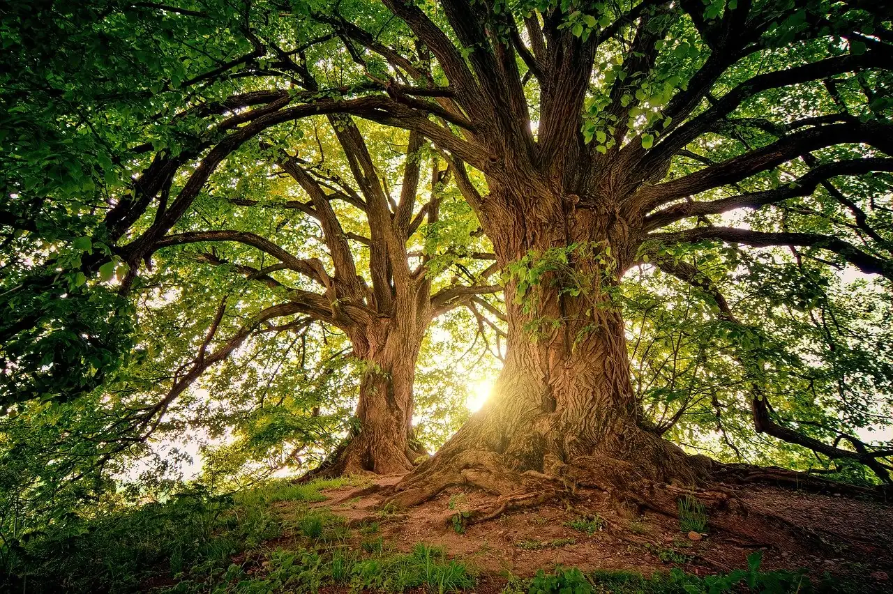 Sunlight through a forest tree canopy